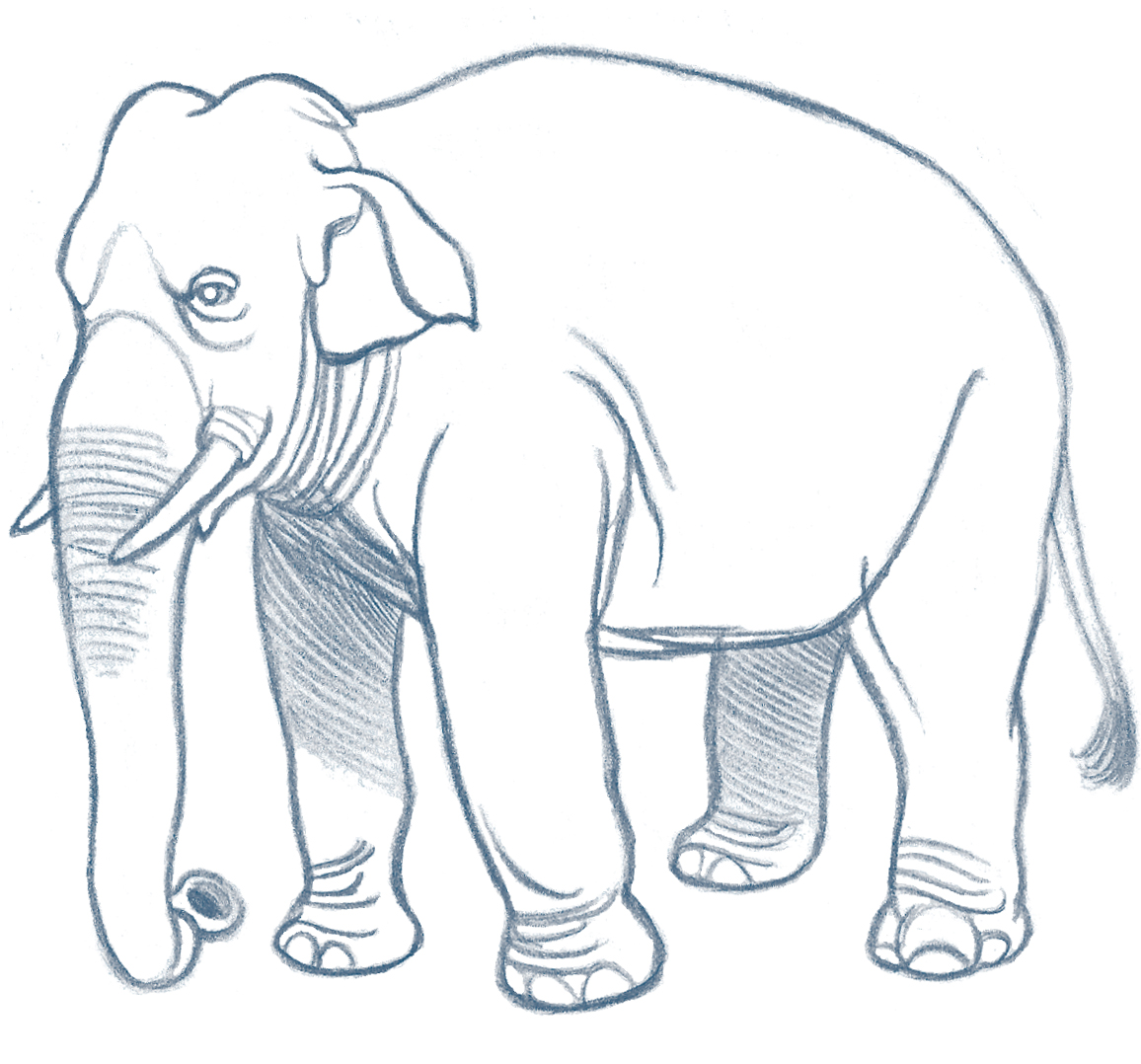 Zeichnung der Elefantenkuh Gamîla