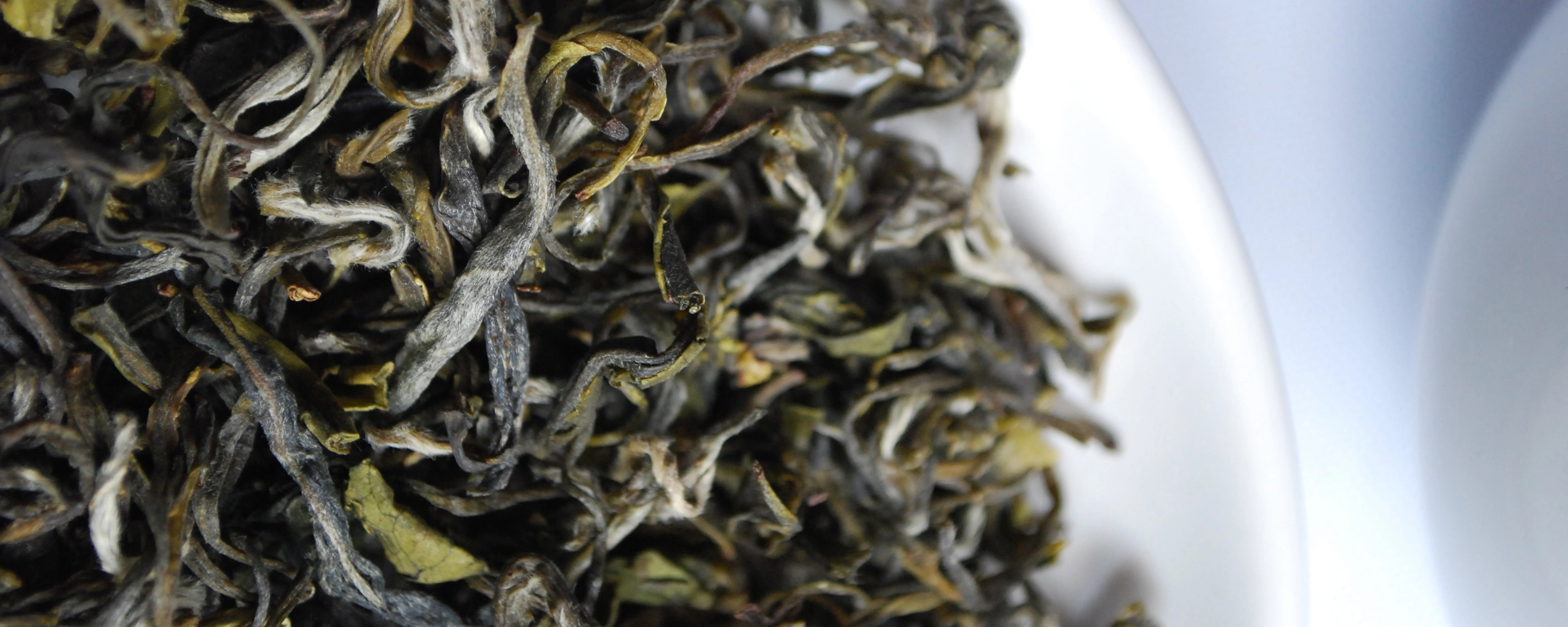 Stimmungsfoto von getrockneten, sich kräuselnden Teeblättern in einer weissen Schale.